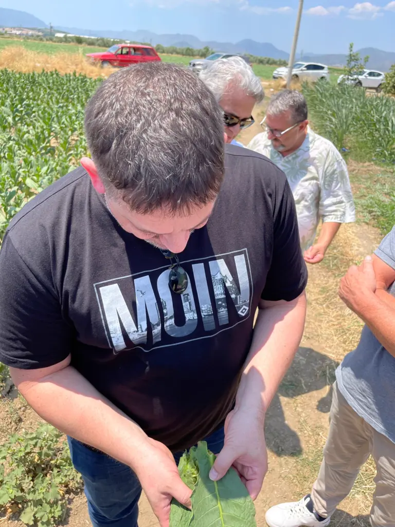 Thomas Nitsche betrachtet Tabakblätter